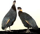 crested-guineafowl-s